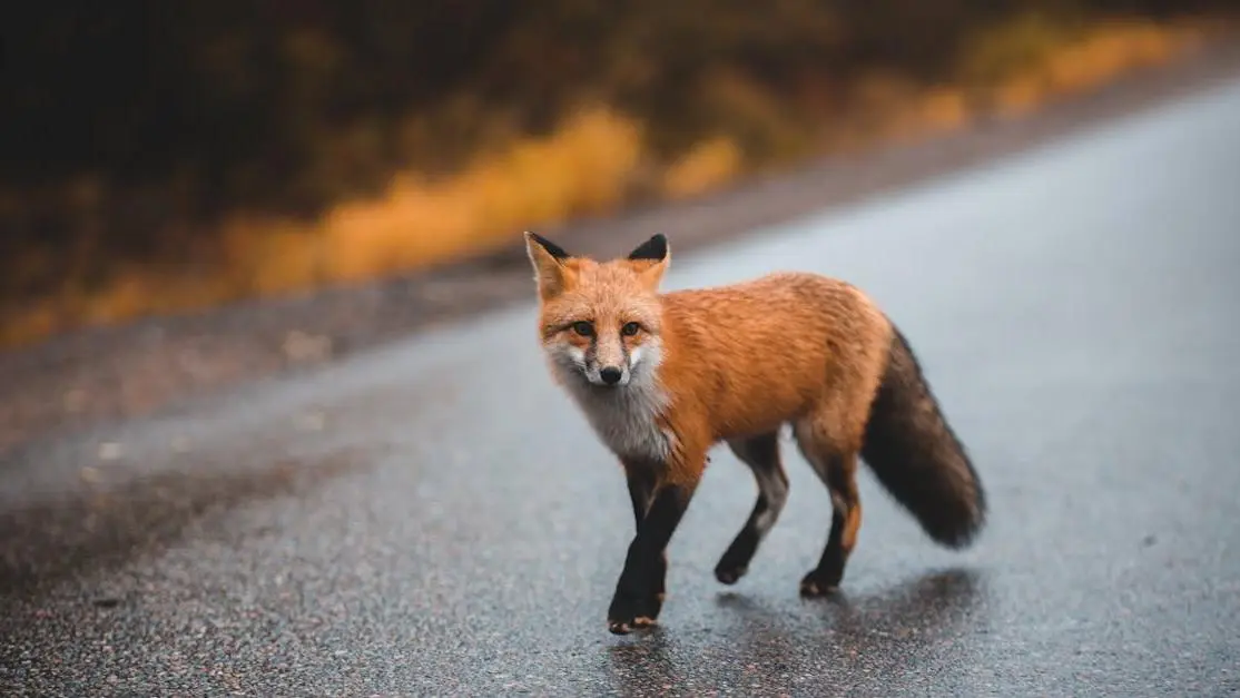 Fox representing the trickster archetype walking on asphalt road
