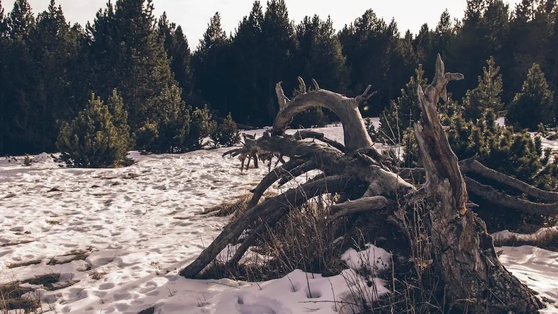 Tree roots entwined in a mystical winter forest, capturing mythical essence.
